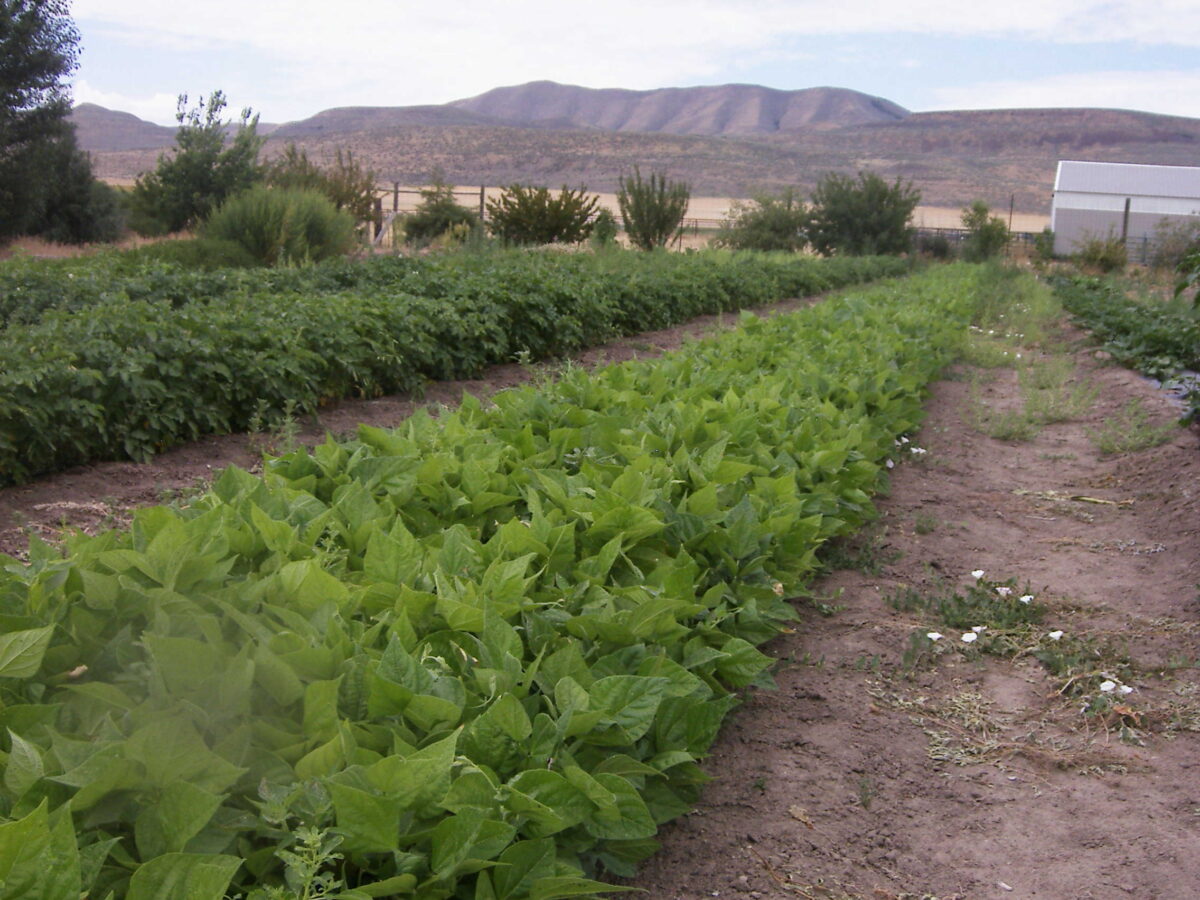 Support a Utah farmer, get fresh produce from community supported